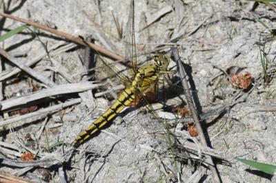 <i>Orthetrum cancellatum</i>
