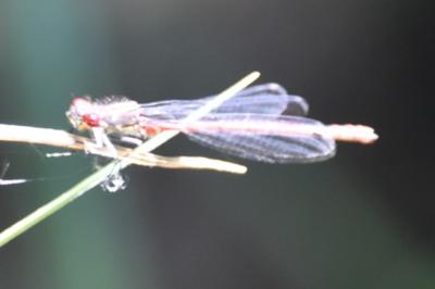 <i>Ceriagrion tenellum</i>