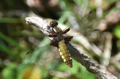 <i>Libellula depressa</i>