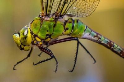<i>Anax imperator</i>