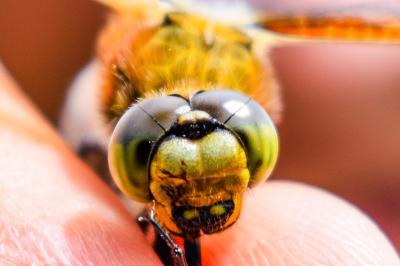 <i>Libellula quadrimaculata</i>