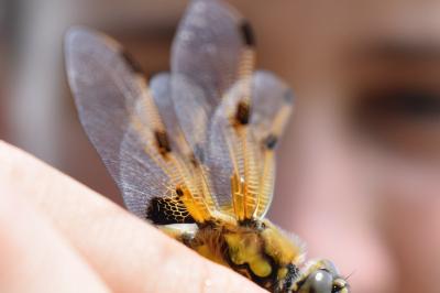 <i>Libellula quadrimaculata</i>