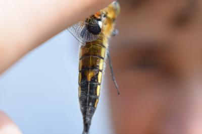 <i>Libellula quadrimaculata</i>