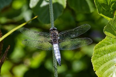 <i>Libellula fulva</i>