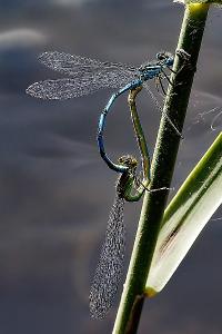 <i>Erythromma lindenii</i>
