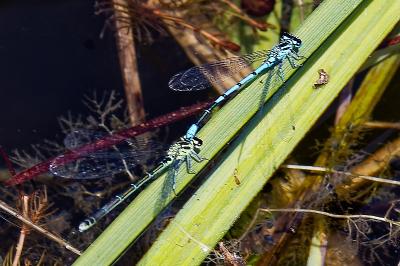 <i>Coenagrion puella</i>