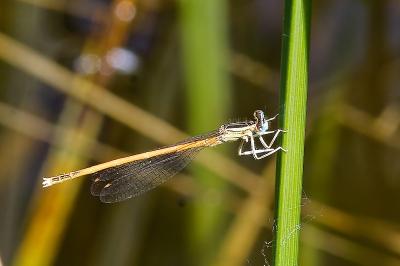 <i>Platycnemis acutipennis</i>