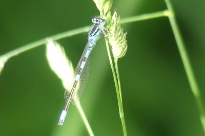 <i>Coenagrion scitulum</i>