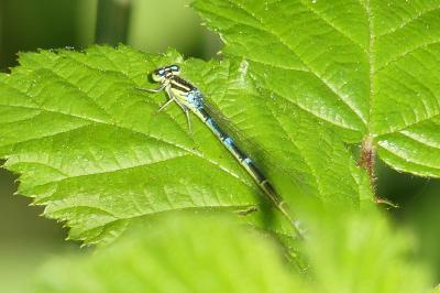 <i>Coenagrion scitulum</i>