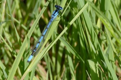 <i>Enallagma cyathigerum</i>