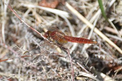<i>Crocothemis erythraea</i>