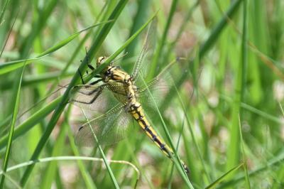<i>Orthetrum cancellatum</i>