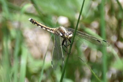 <i>Orthetrum albistylum</i>