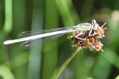 <i>Platycnemis pennipes</i>