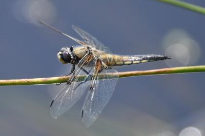 <i>Libellula quadrimaculata</i>