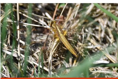 <i>Crocothemis erythraea</i>
