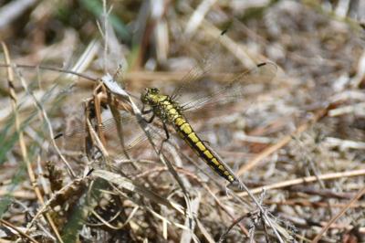 <i>Orthetrum cancellatum</i>