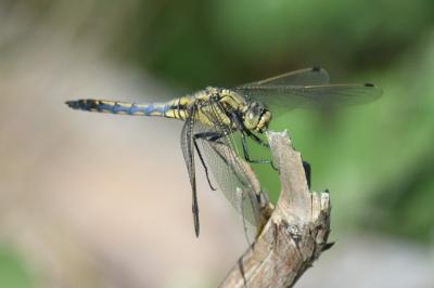 <i>Orthetrum cancellatum</i>