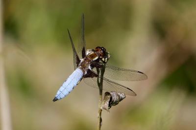 <i>Libellula depressa</i>
