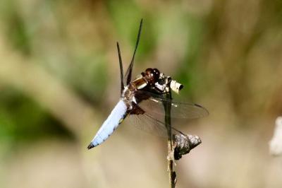 <i>Libellula depressa</i>