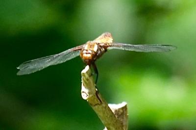 <i>Libellula depressa</i>