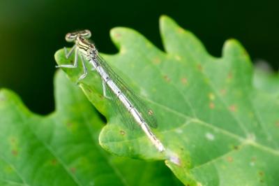 <i>Platycnemis pennipes</i>