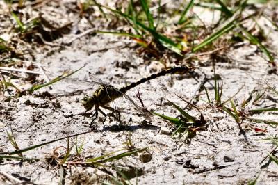 <i>Onychogomphus forcipatus</i>