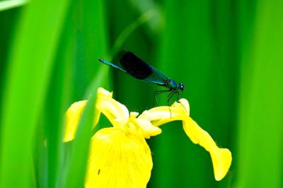<i>Calopteryx splendens</i>