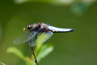 Libellula depressa