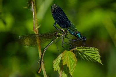 <i>Calopteryx splendens</i>