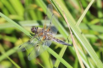<i>Libellula quadrimaculata</i>