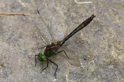 <i>Cordulia aenea</i>