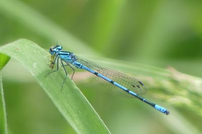 <i>Coenagrion puella</i>