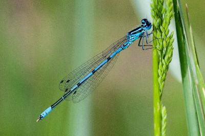 <i>Coenagrion puella</i>