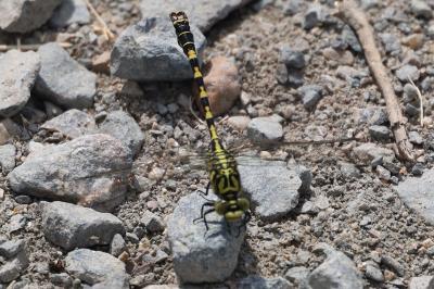 <i>Onychogomphus forcipatus</i>