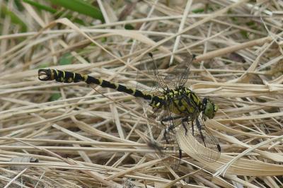 <i>Onychogomphus forcipatus</i>