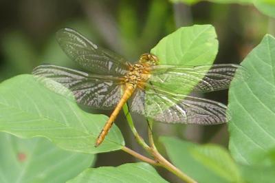 <i>Sympetrum sanguineum</i>