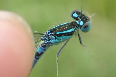 <i>Coenagrion scitulum</i>