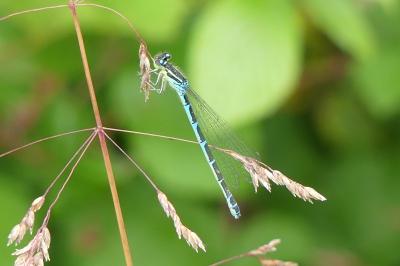 <i>Coenagrion scitulum</i>