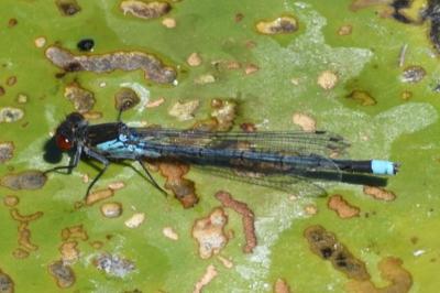 <i>Erythromma najas</i>
