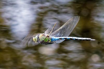 <i>Anax imperator</i>