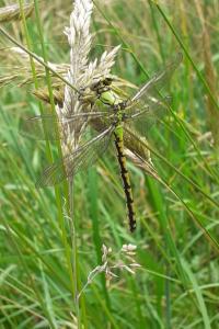 <i>Ophiogomphus cecilia</i>