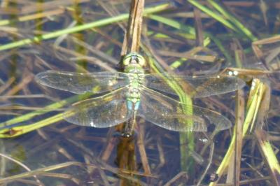 <i>Anax imperator</i>