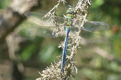 <i>Anax imperator</i>