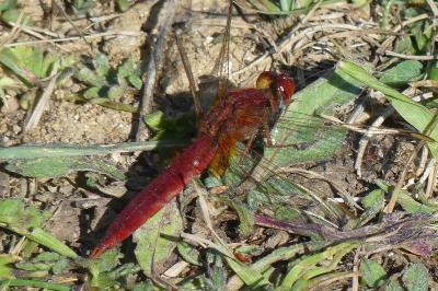 <i>Crocothemis erythraea</i>