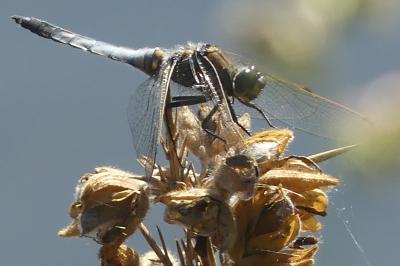 <i>Orthetrum cancellatum</i>