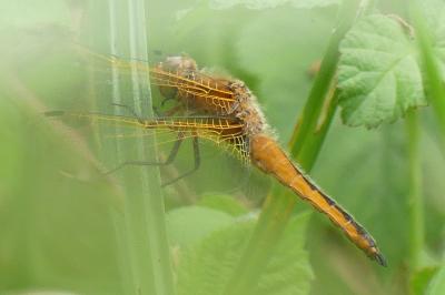 <i>Libellula fulva</i>