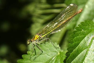 <i>Calopteryx splendens</i>