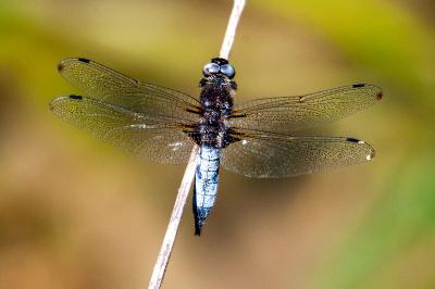 <i>Libellula fulva</i>