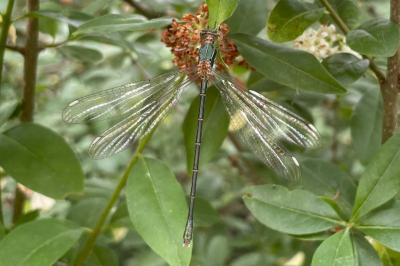 <i>Chalcolestes viridis</i>